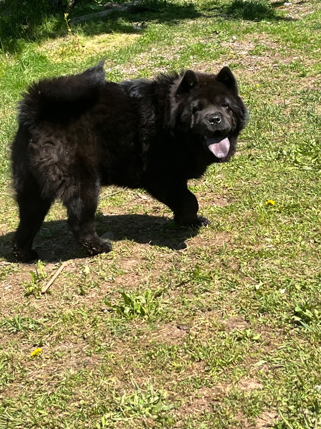 Publication : Du Hameau De Chaya 