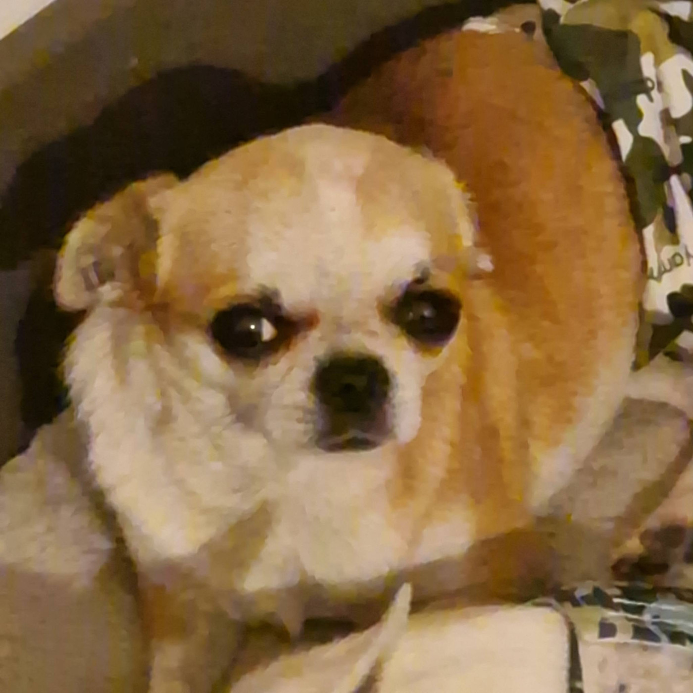 Publication : des parfums d'ambre