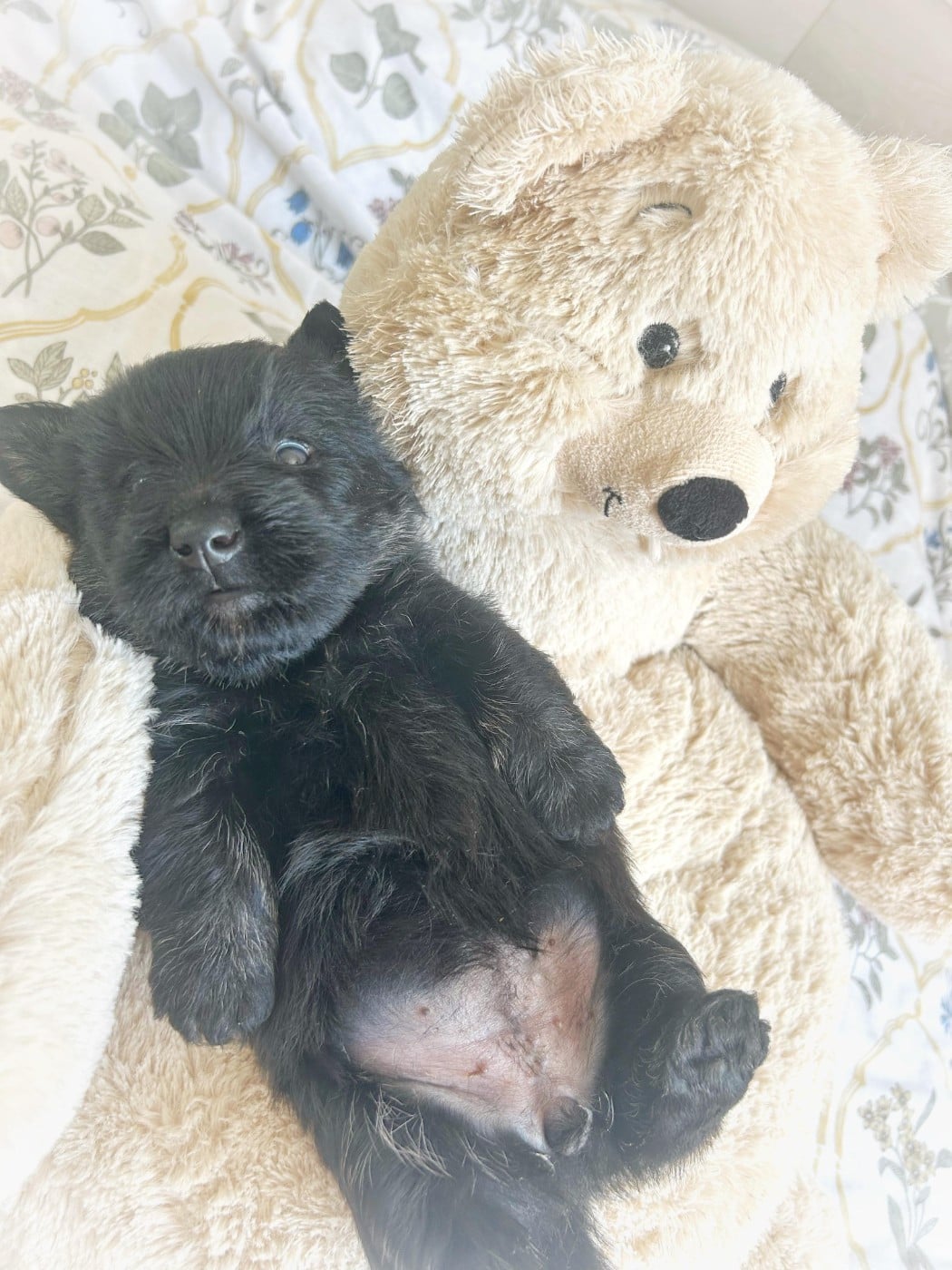 Publication : Gabéric's 