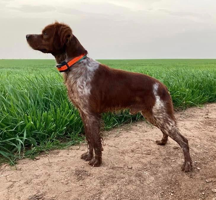 Publication : De Los Majadales 