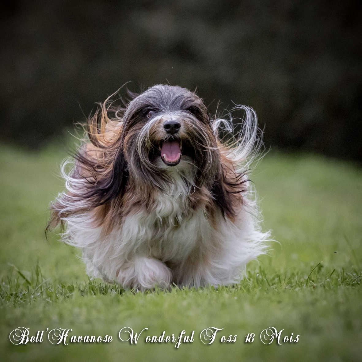 Publication : Bell'Havanese Auteur : moi