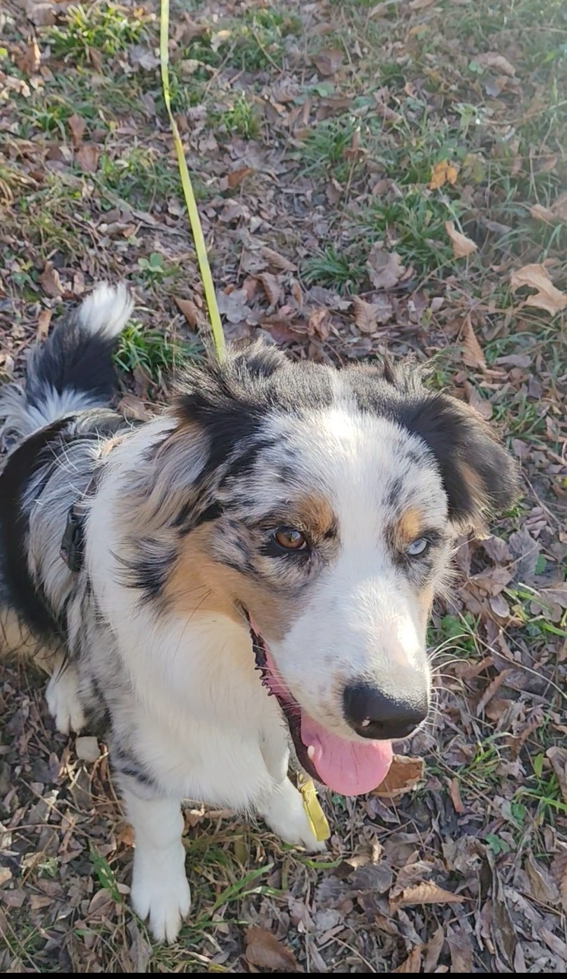 Publication : Du Berger Des Alpages Auteur : Adeline Bas