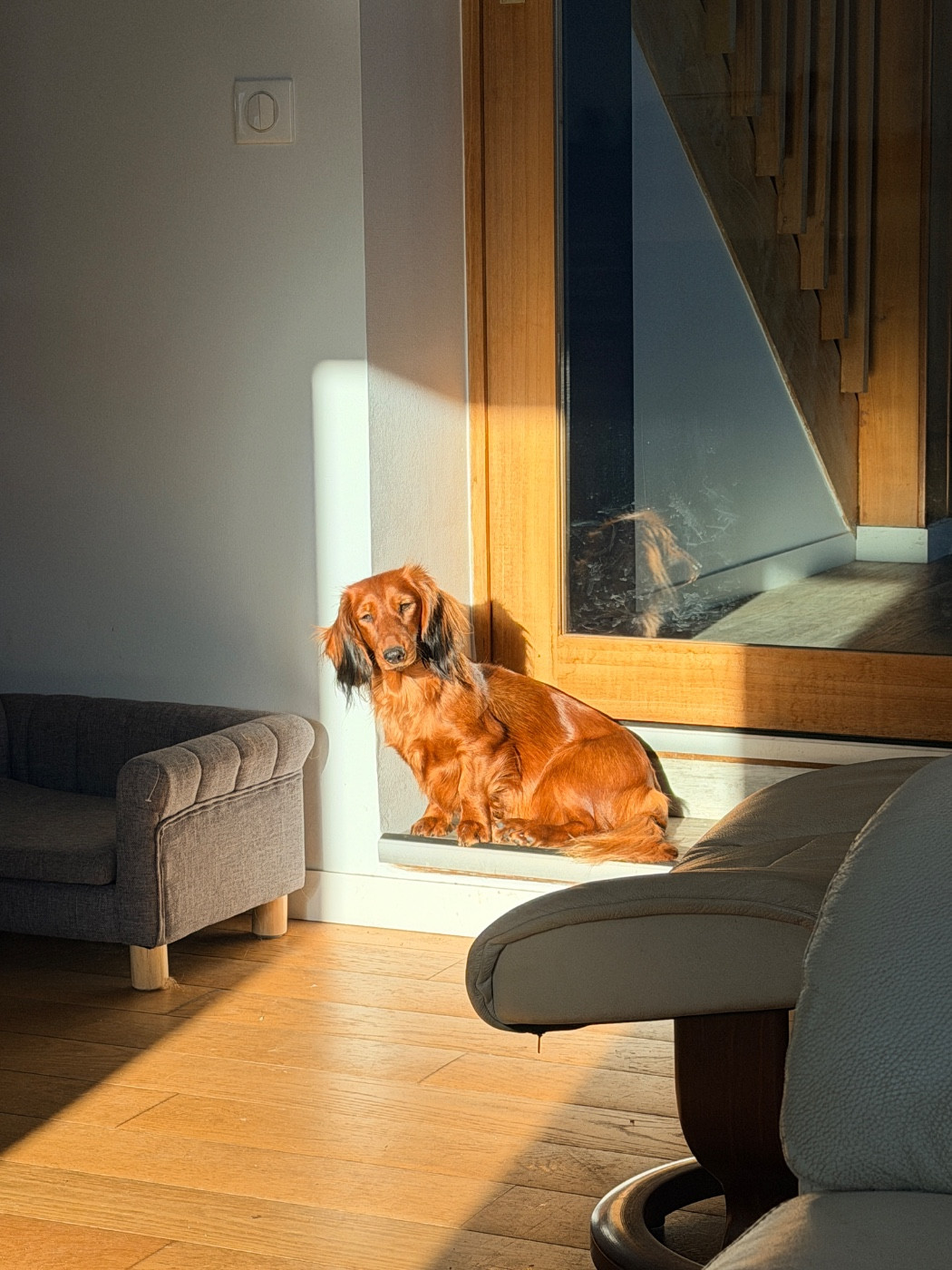 Publication : Du chene daniele