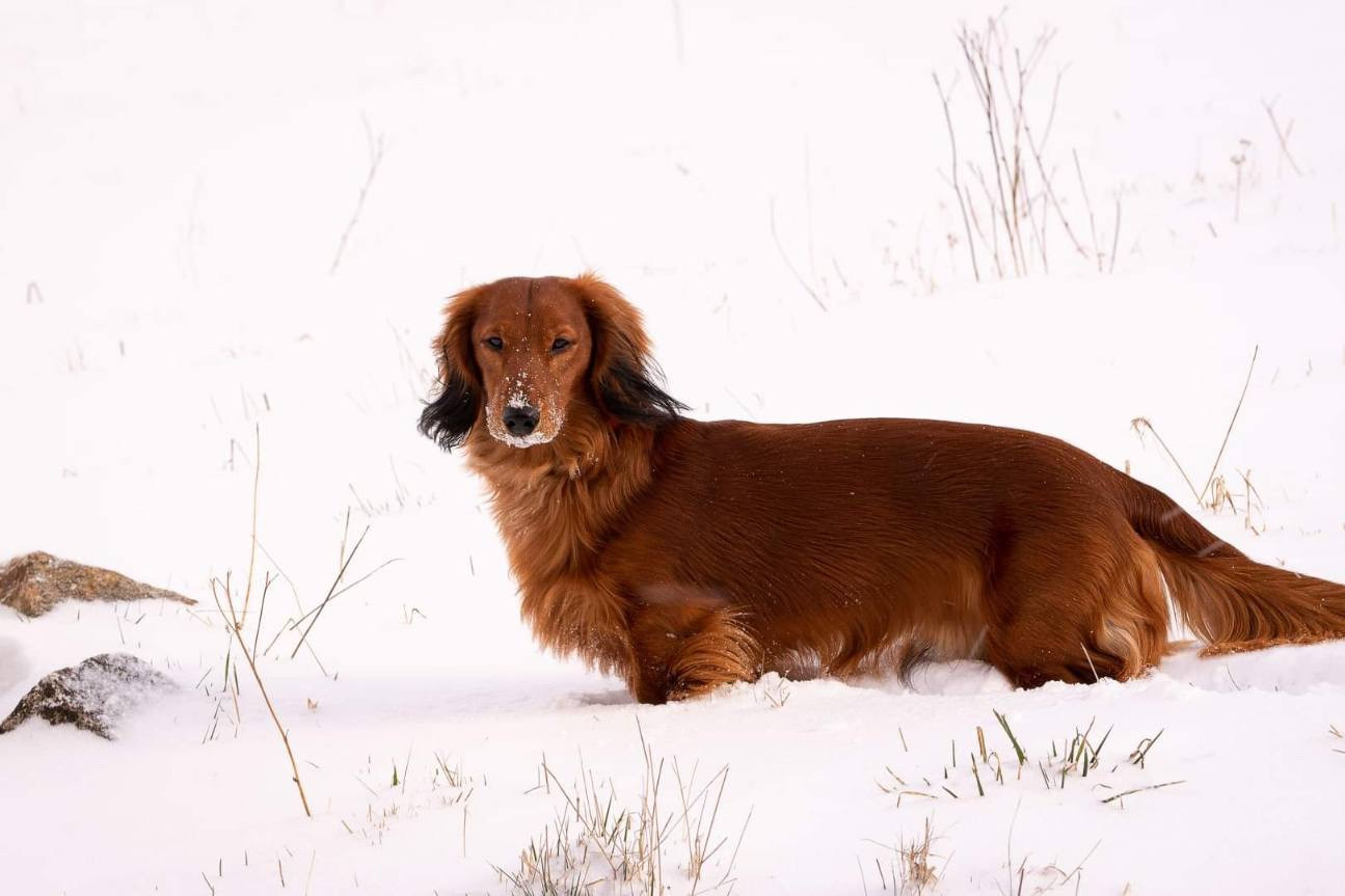 Publication : Du chene daniele