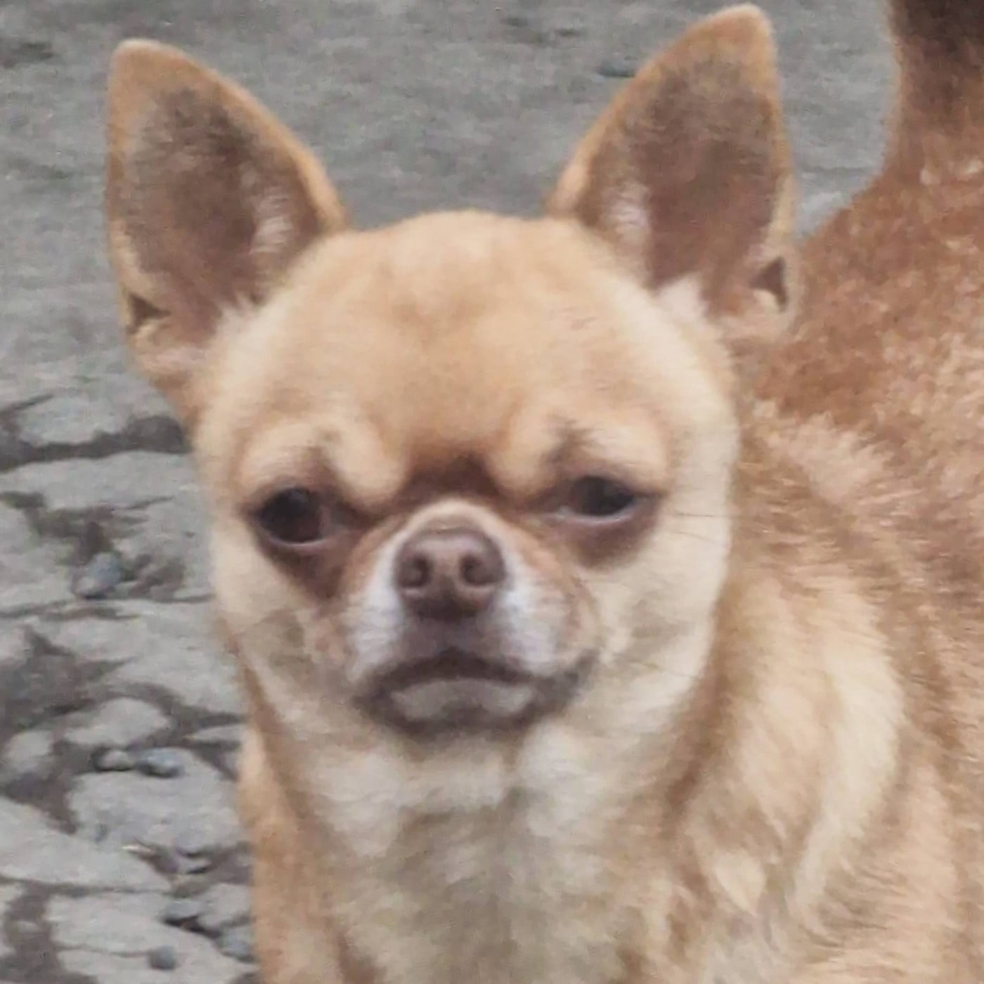 Publication : des parfums d'ambre