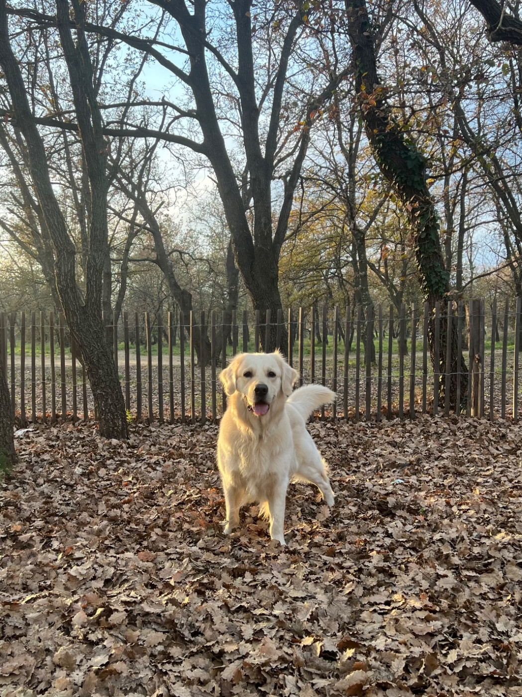 Publication : Romain Schenck