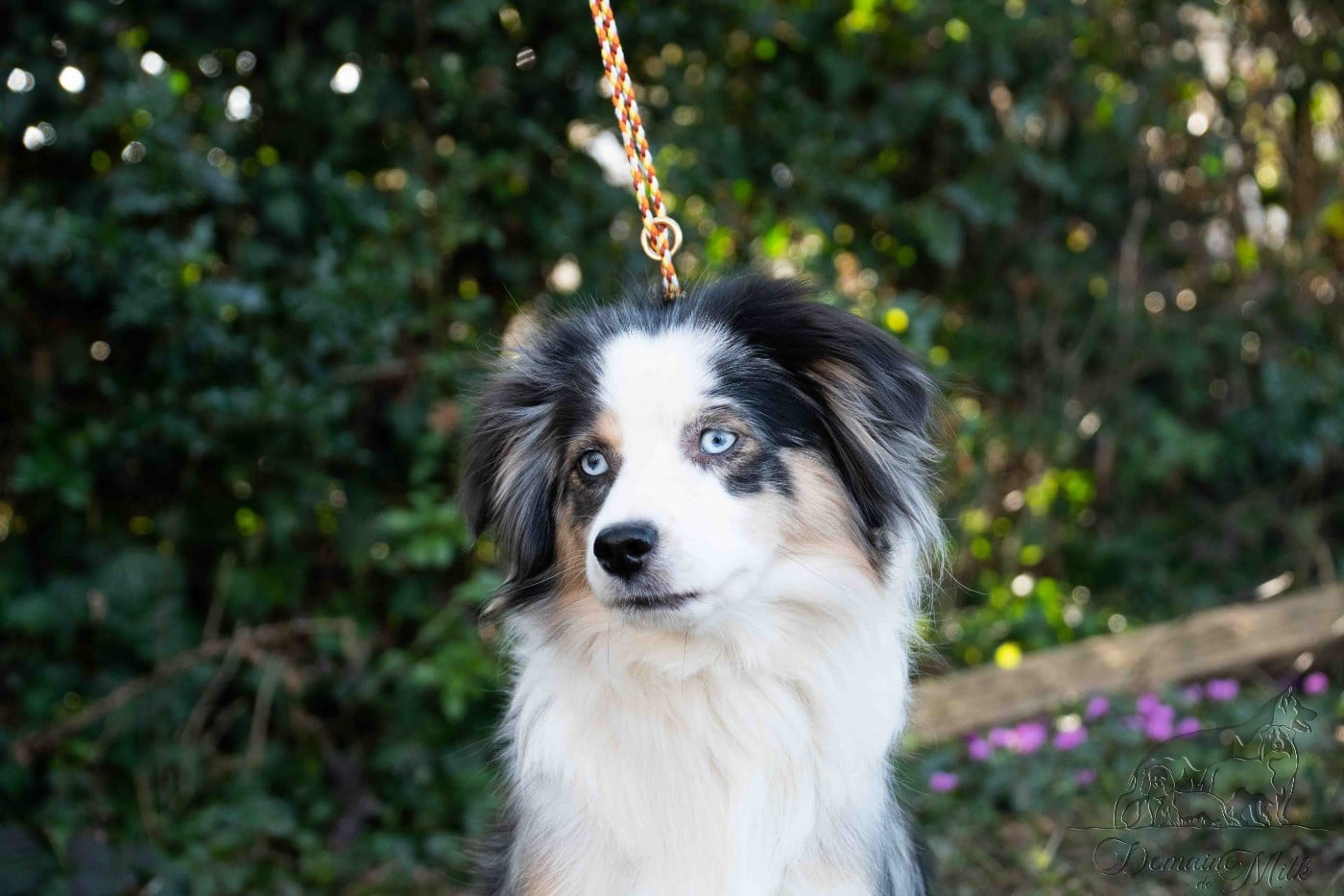 Publication : du Domaine de Milk 