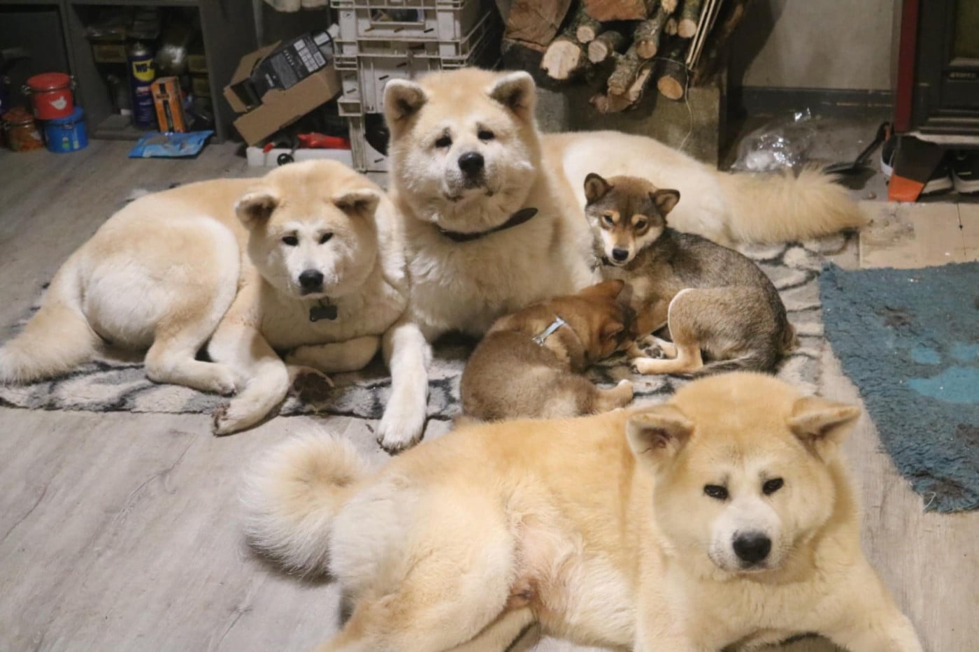 Publication : mangetsu no yoru 