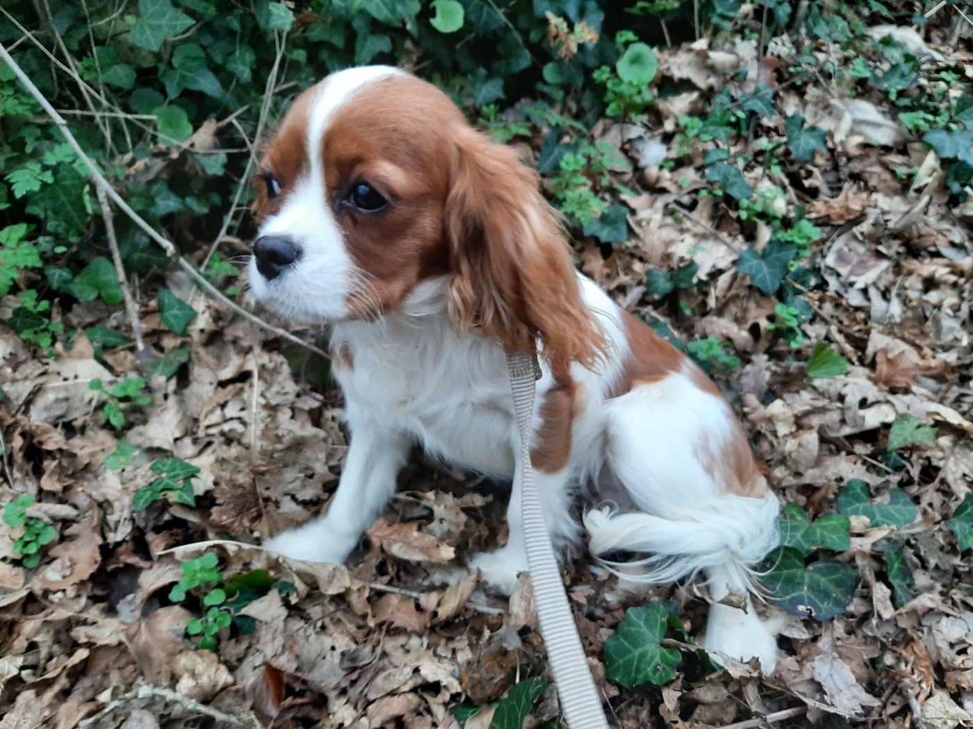 Publication : De La Horde Royale Auteur : LHR