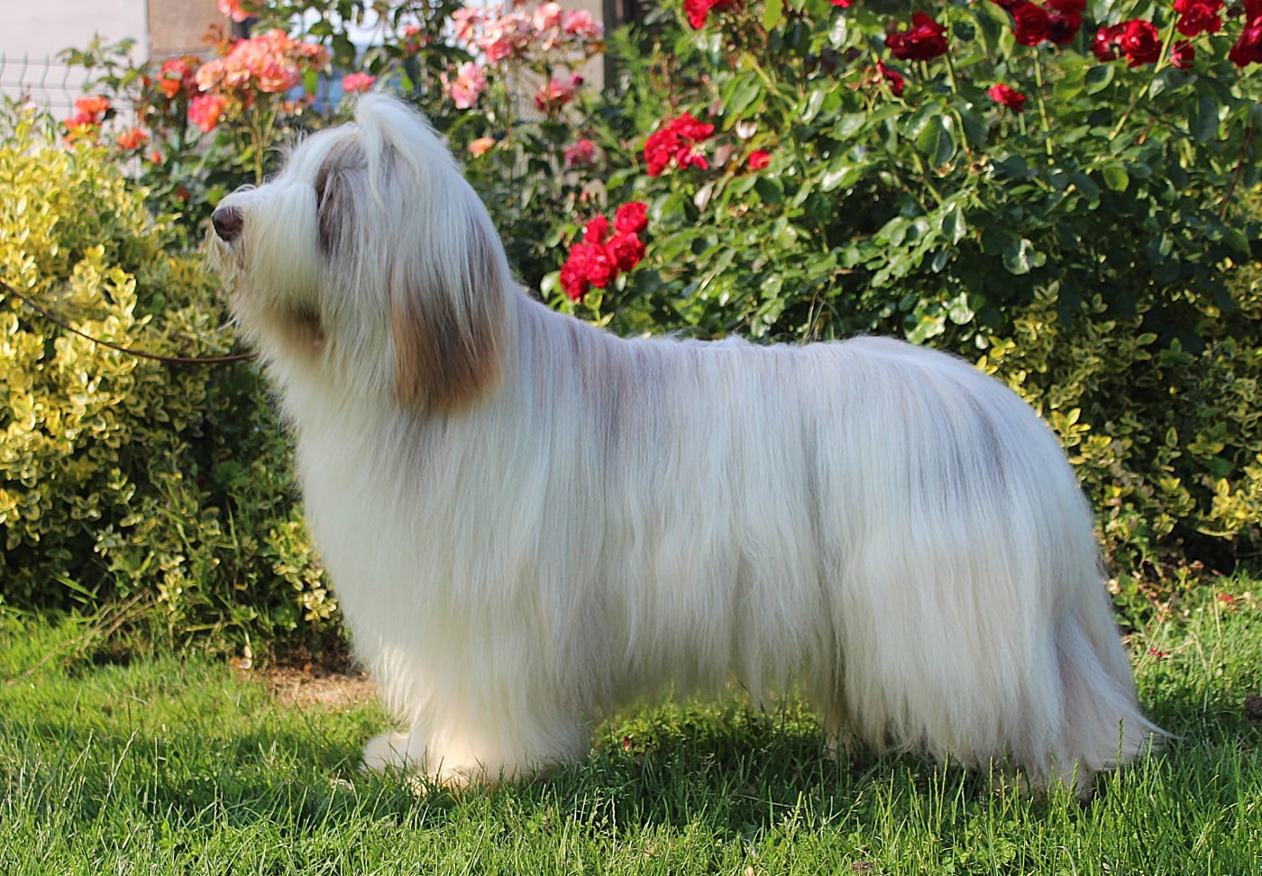 Publication : de la Tour Mélusine Auteur : jmbb