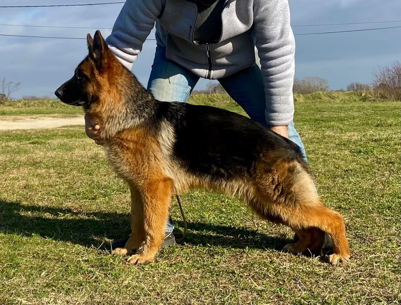 Publication : des Princes de Sarvar