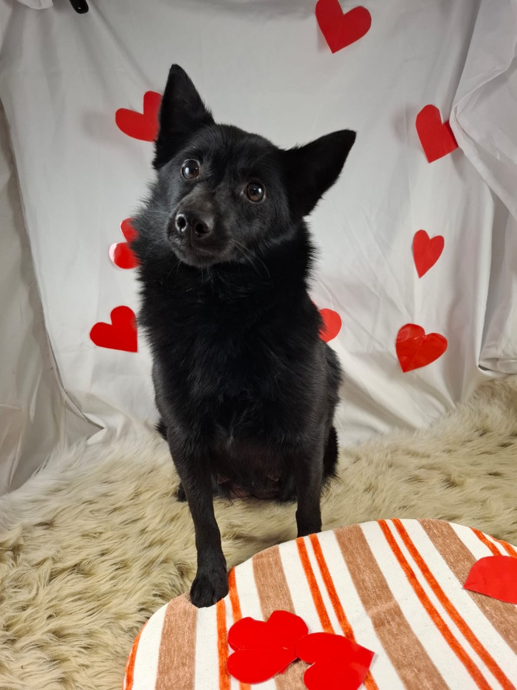 Publication : de Jerrie Black