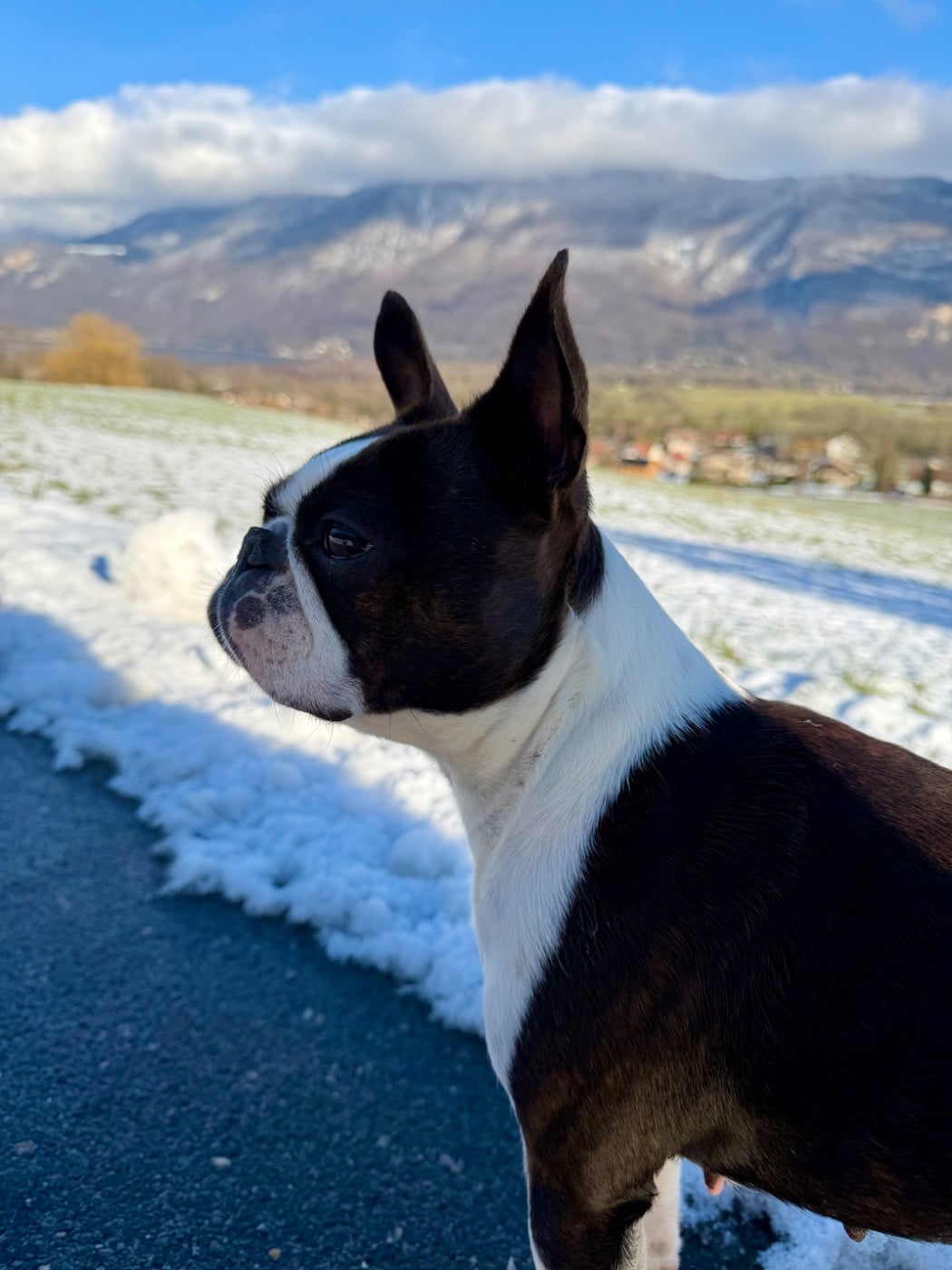 Publication : Daryens