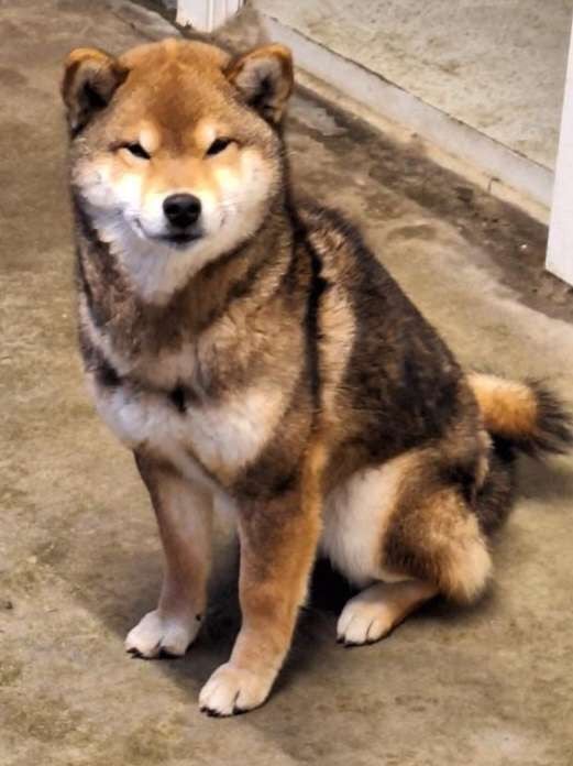 Publication : Amaterasu's Guardians