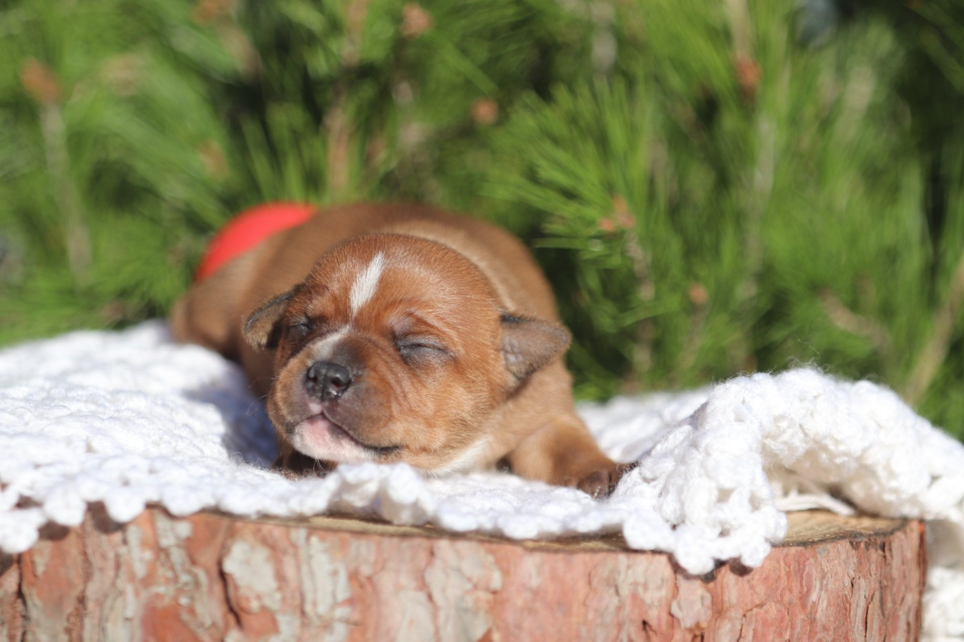 Publication : Of Red Diamond's 