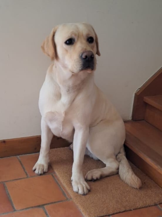 Publication : Sologne Hunters's