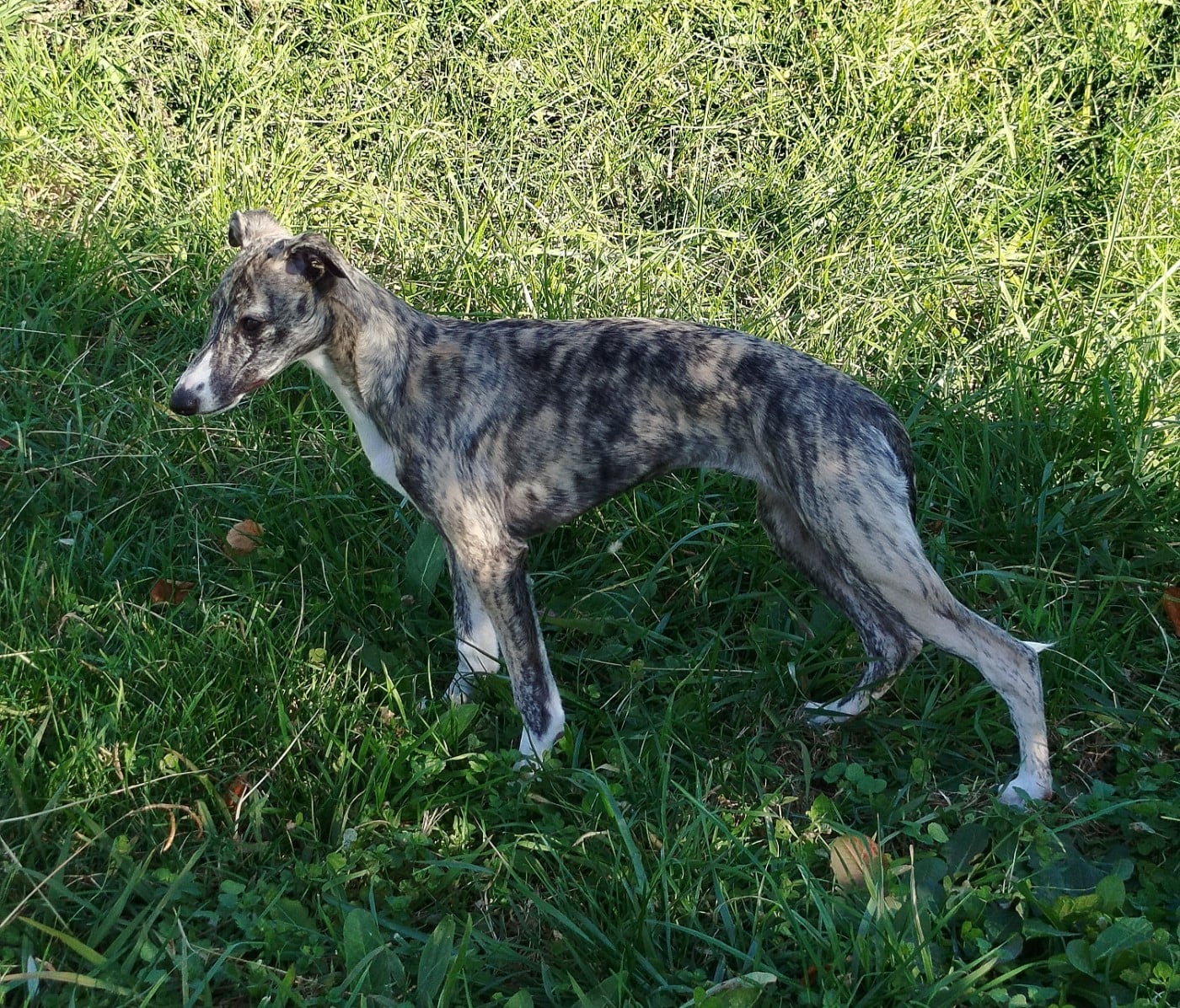 Publication : De La Fontaine Mary-Rose 