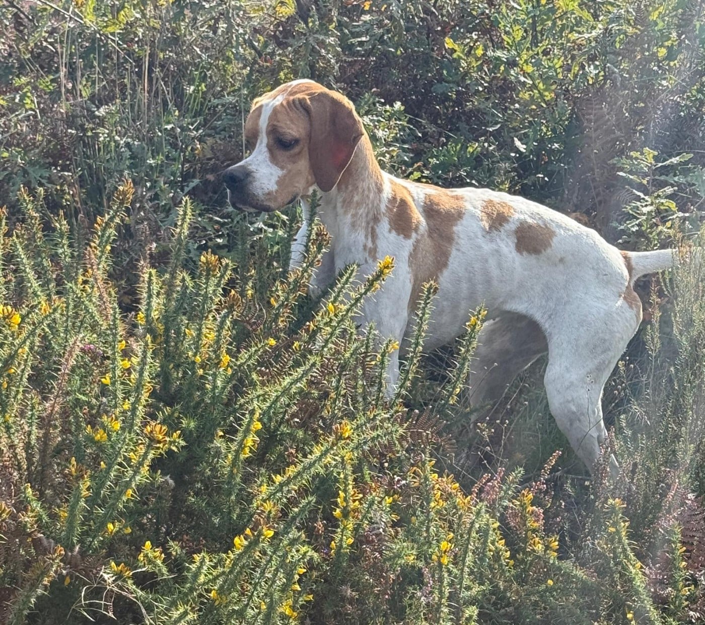 Publication : des Gorges du Regalon 