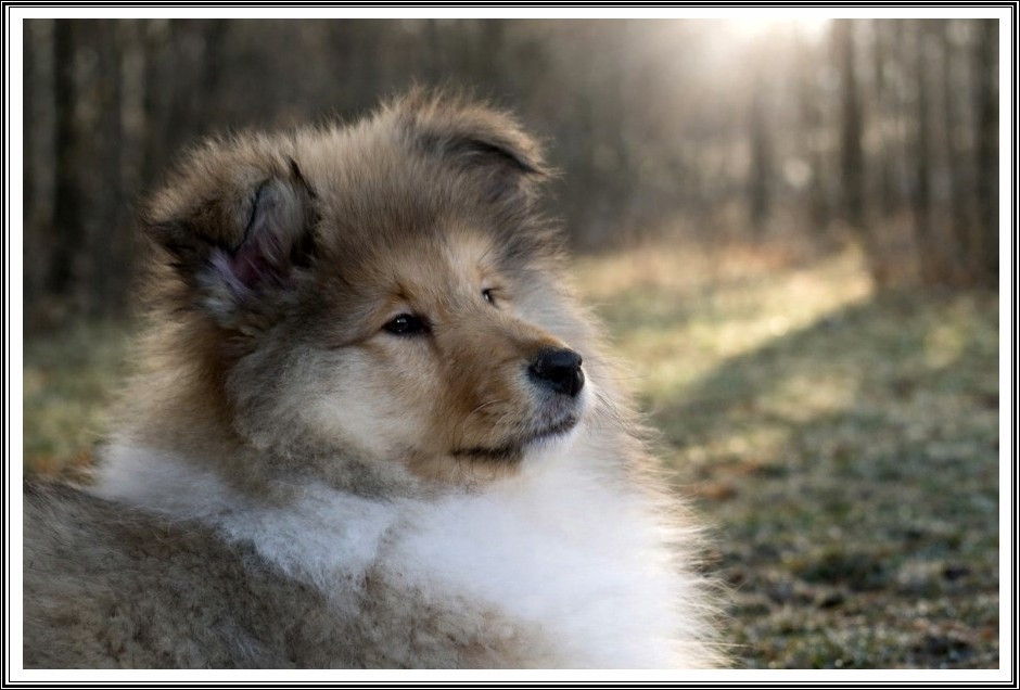 Publication : du bois des amazones Auteur : du Bois des Amazones