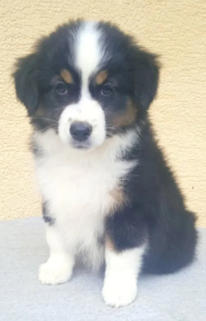 Take me to minis fatransky sen