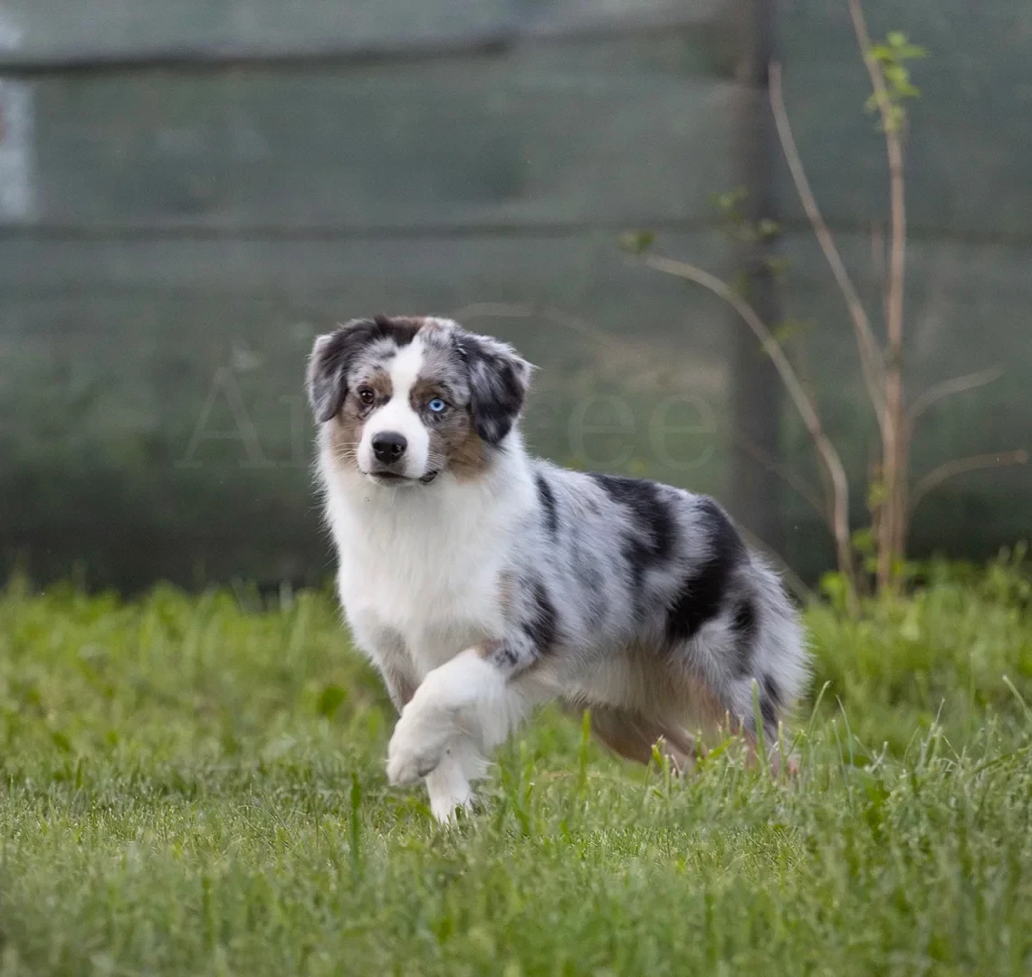 CH. Its forever iceberg Blue ice