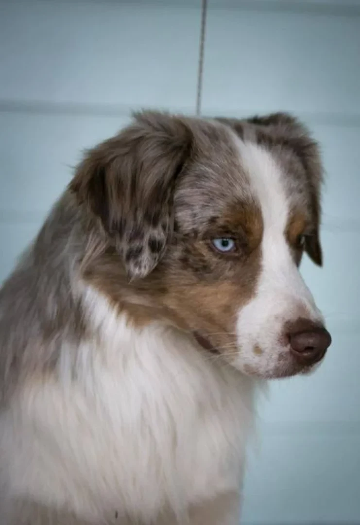 CH. ivie farms Unchained Perfection