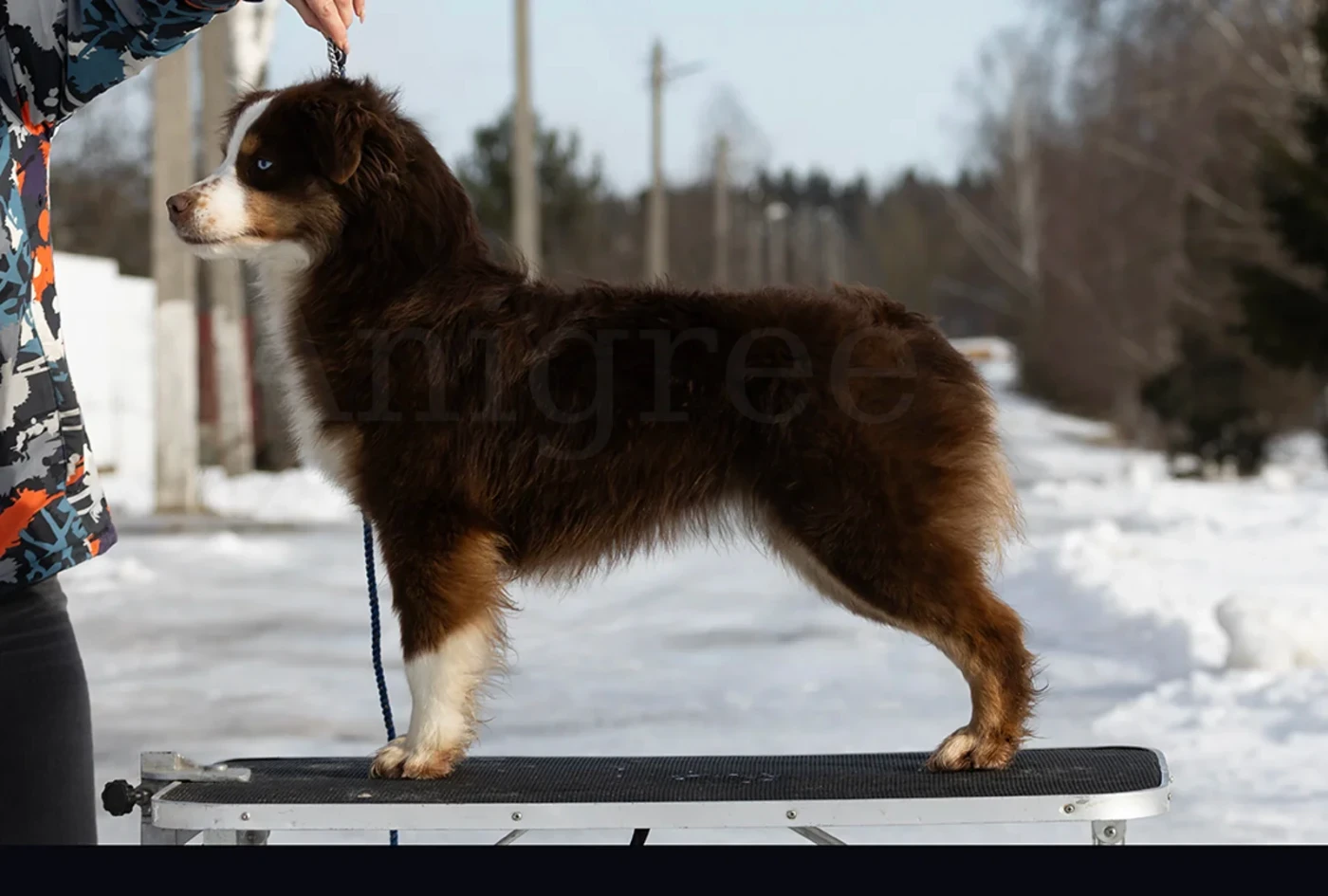 CH. chelsi dzhon Elika Queen