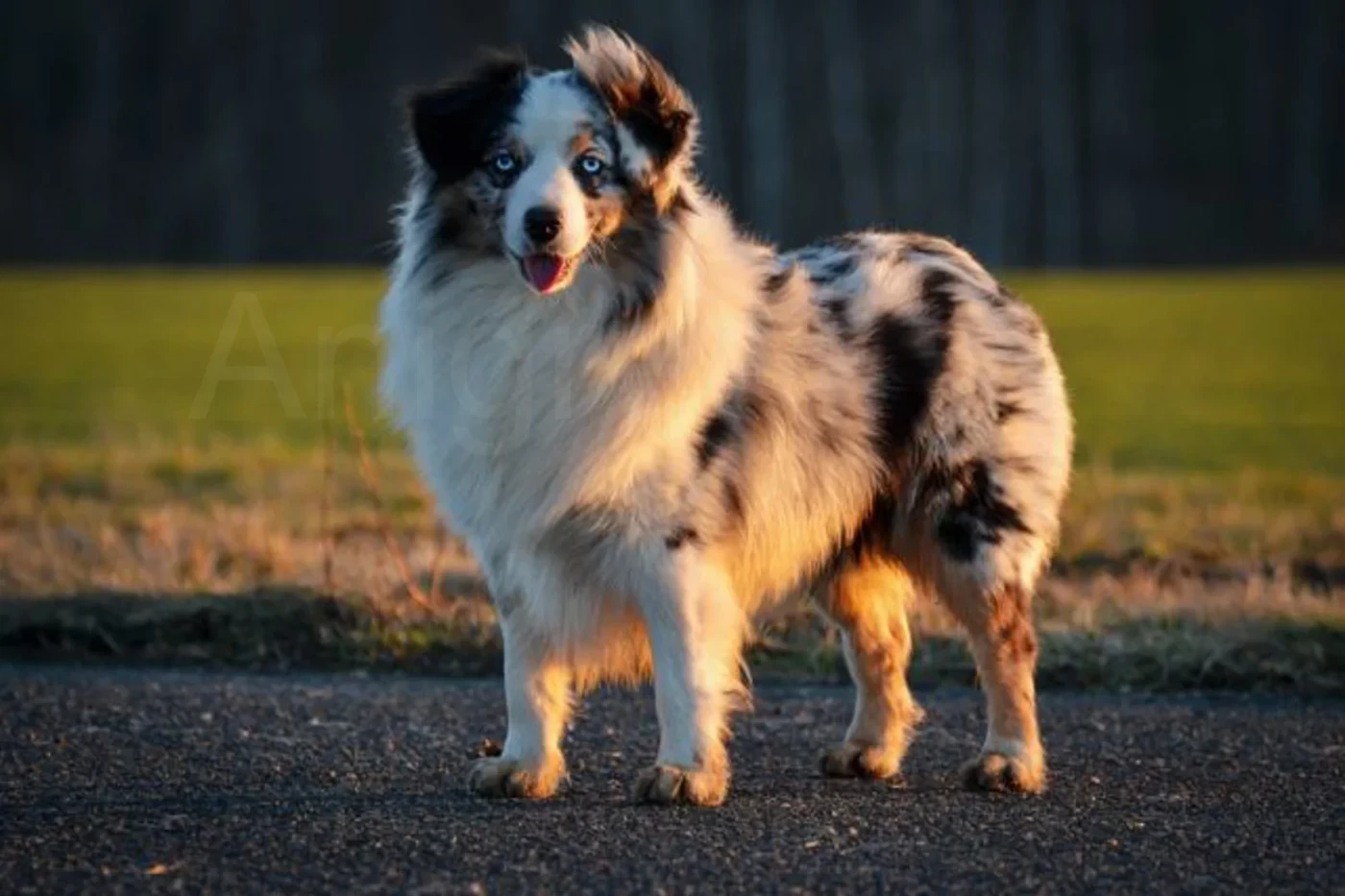 moonbaby's Percy Cofi Capito