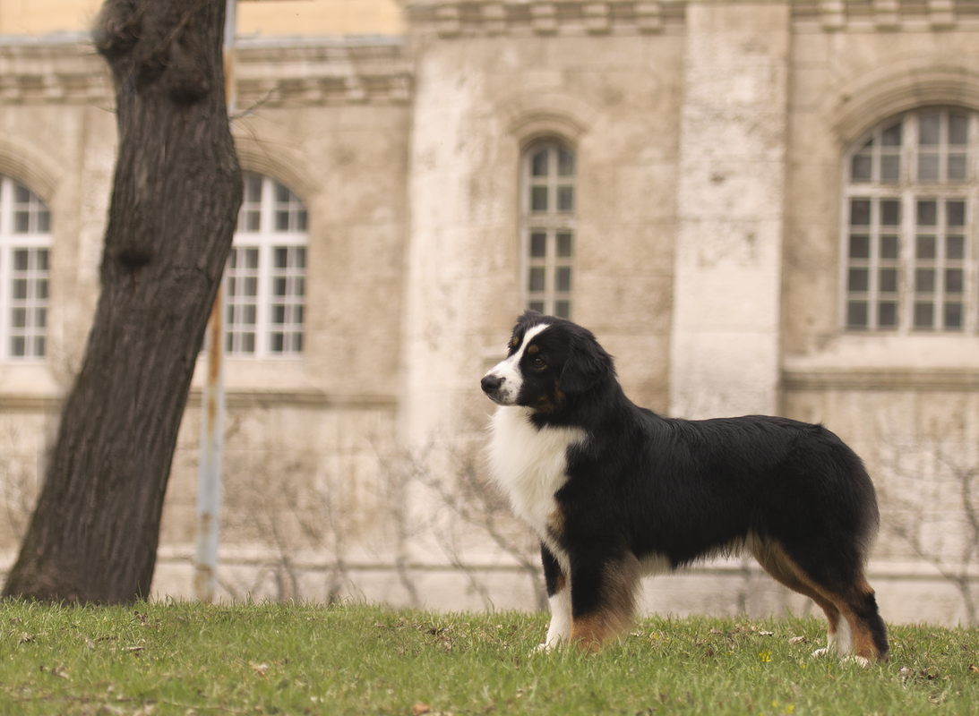 CH. ivie farms Hez Totally Tubular