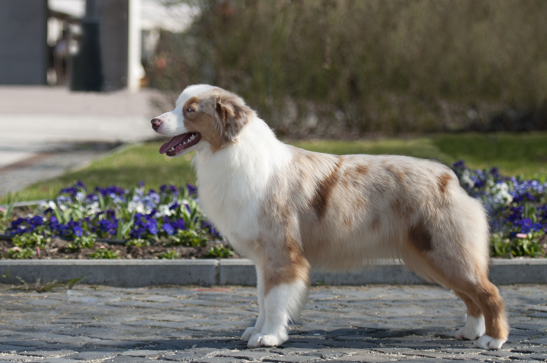 CH. peacefull acres Secret in The Garden