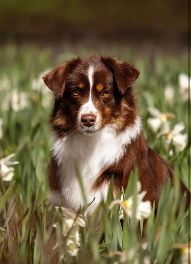 CH. korolevstvo gornih psov Gwenda