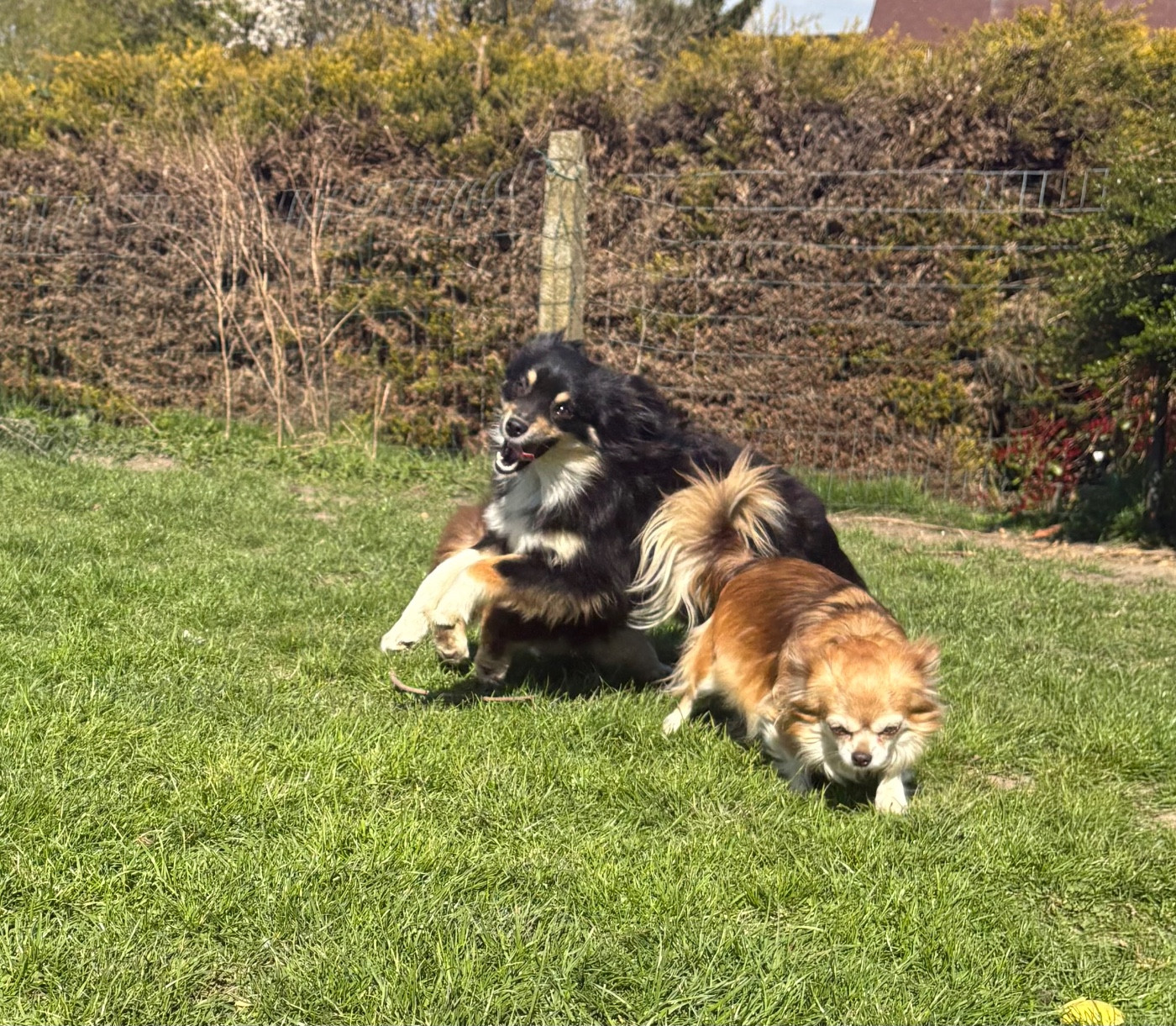 Publication : Des Minis Vaillants