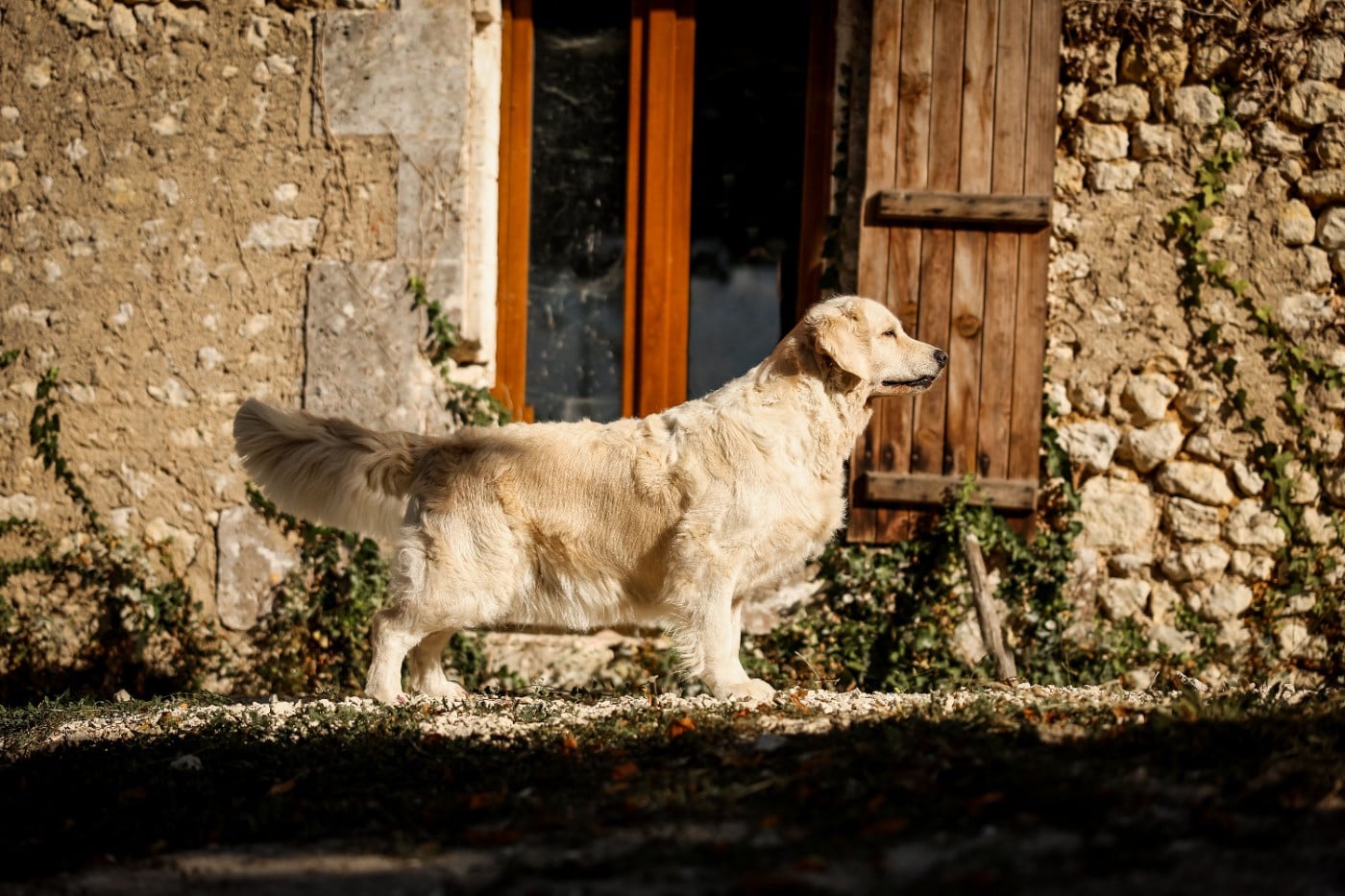 Publication : 1st Class Goldens 