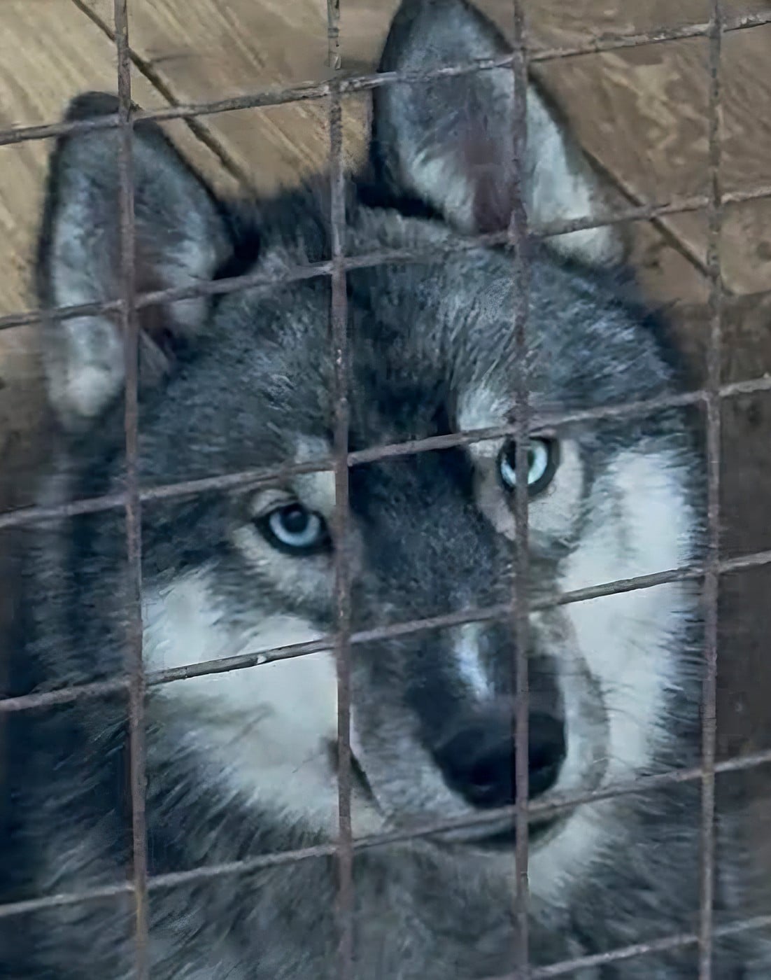 Publication : Spirit Of The Wind's