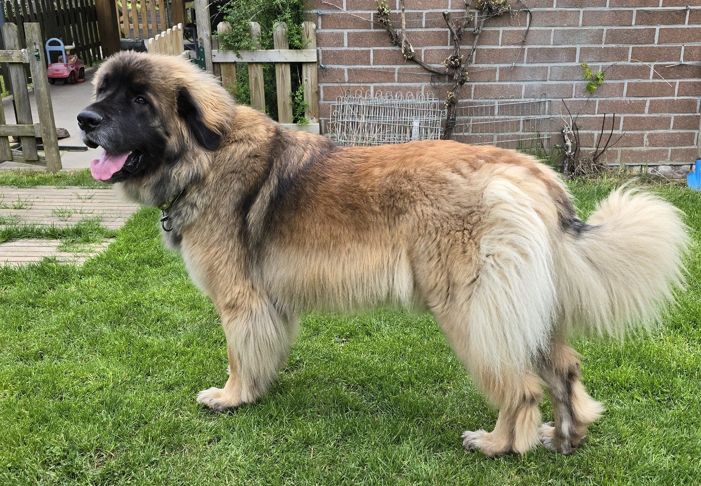 Verycute Vanille de la Comté de Fara