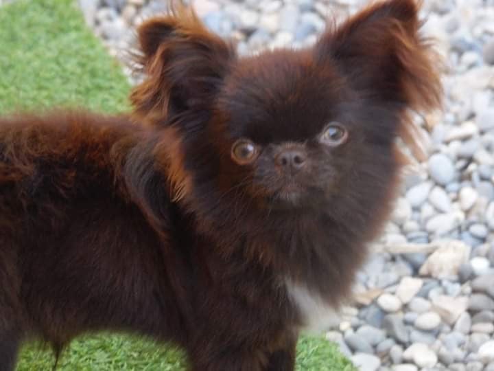 Lorenzo de l eden des petits precieux