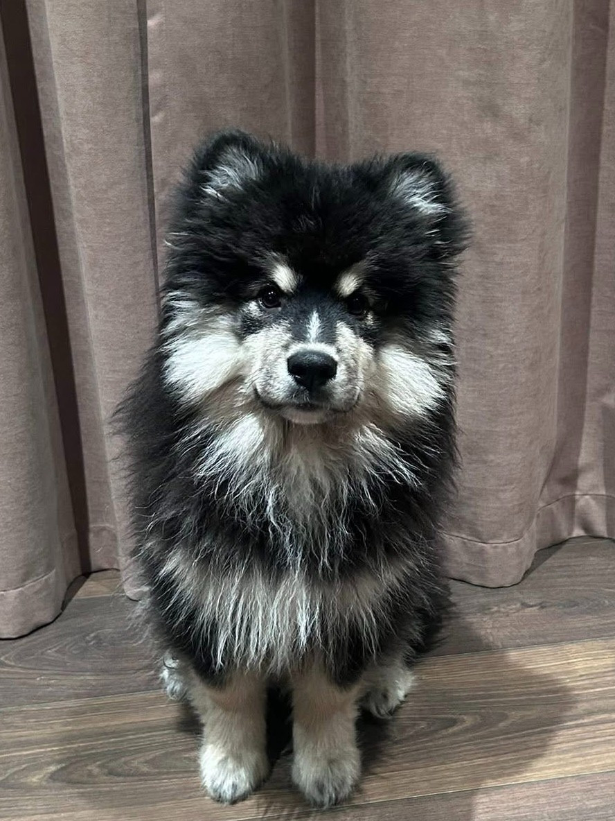 Publication : de la Nouvelle Aube 