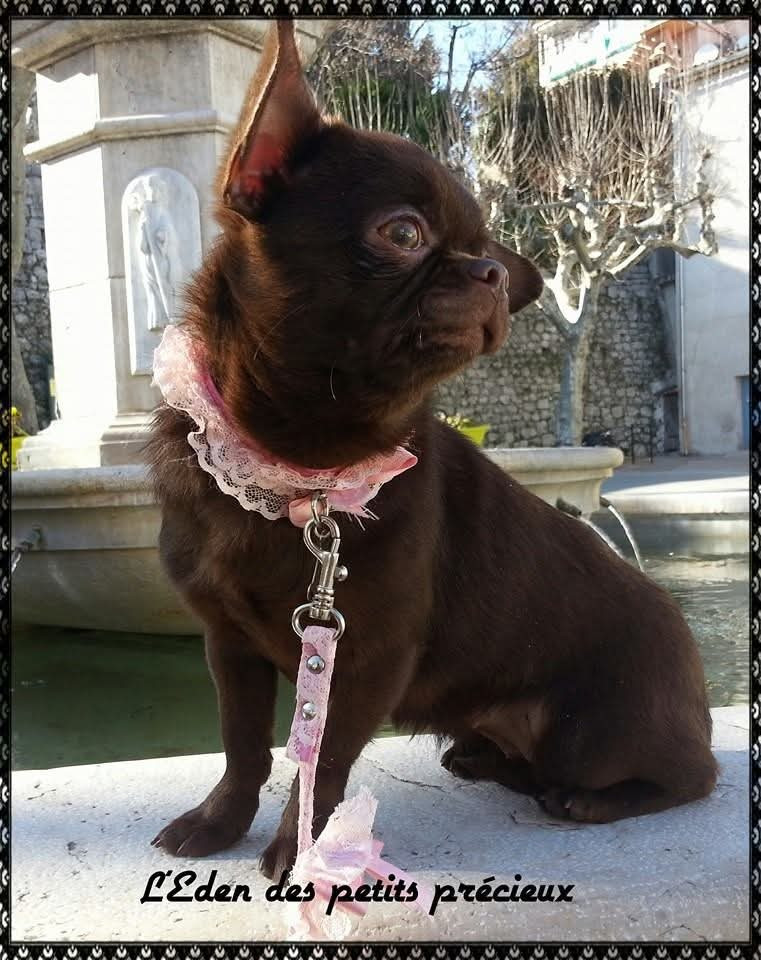  Yorkamania yumi dark queen