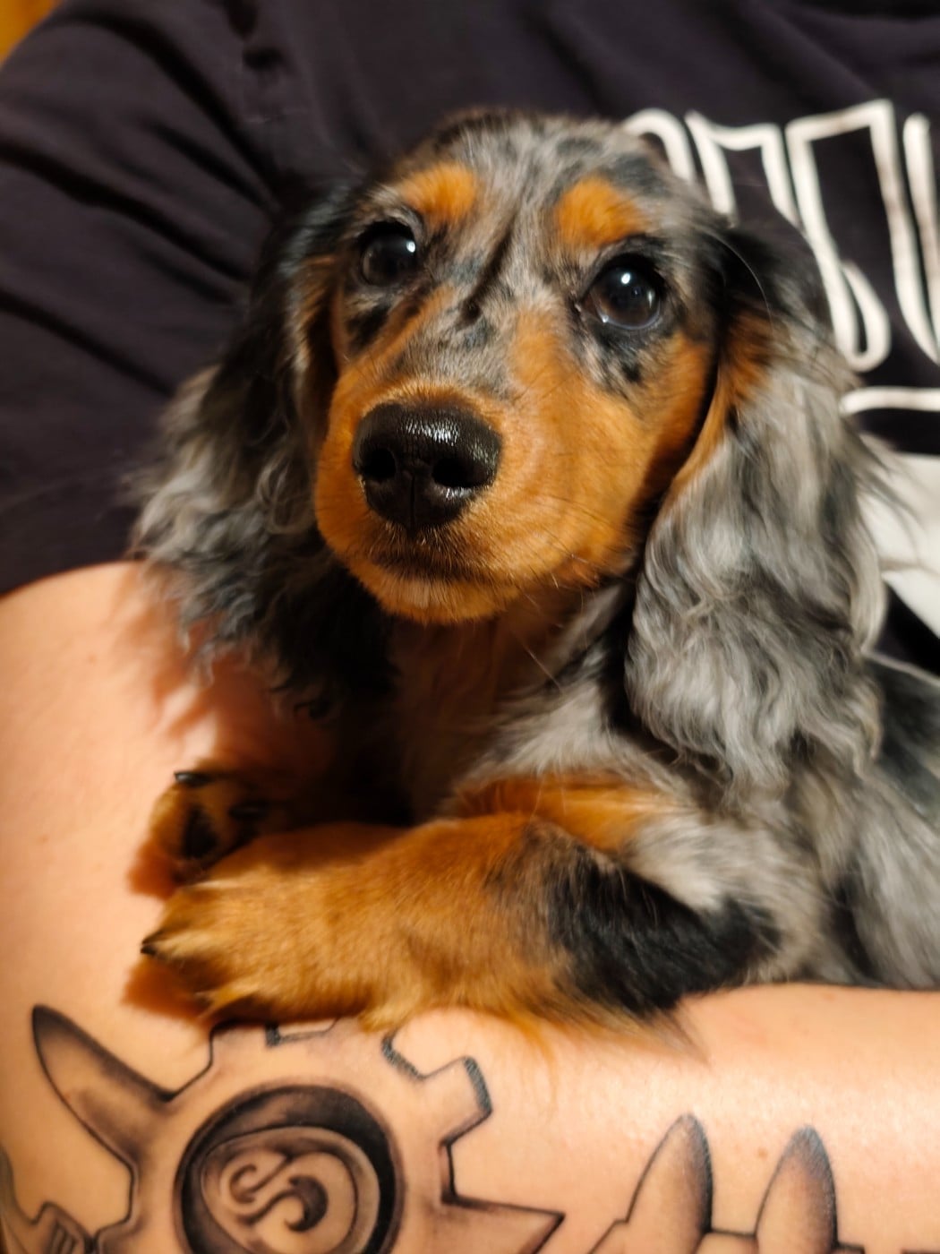 Publication : Du Palais De La Hardt Auteur : N.H.