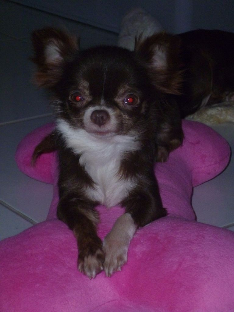 Lolita du domaine de weelcom paradis 