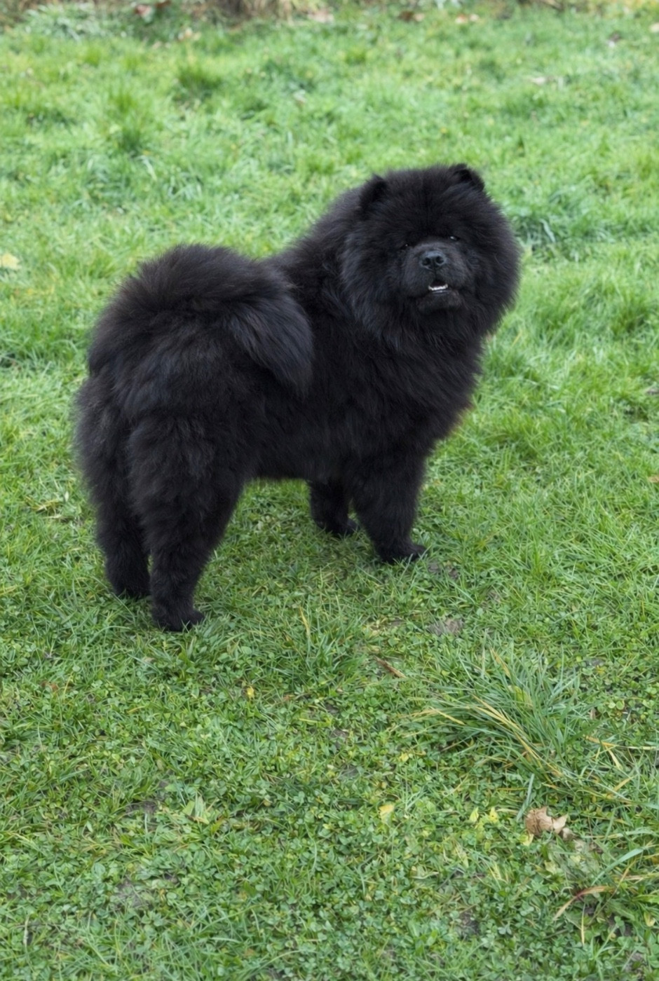 Publication : De La Tribu Des Vagabonds