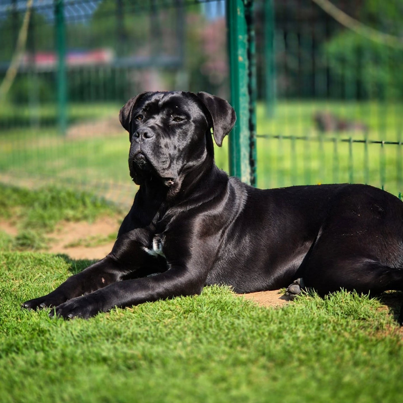 Publication : Du Pays De La Tribo 