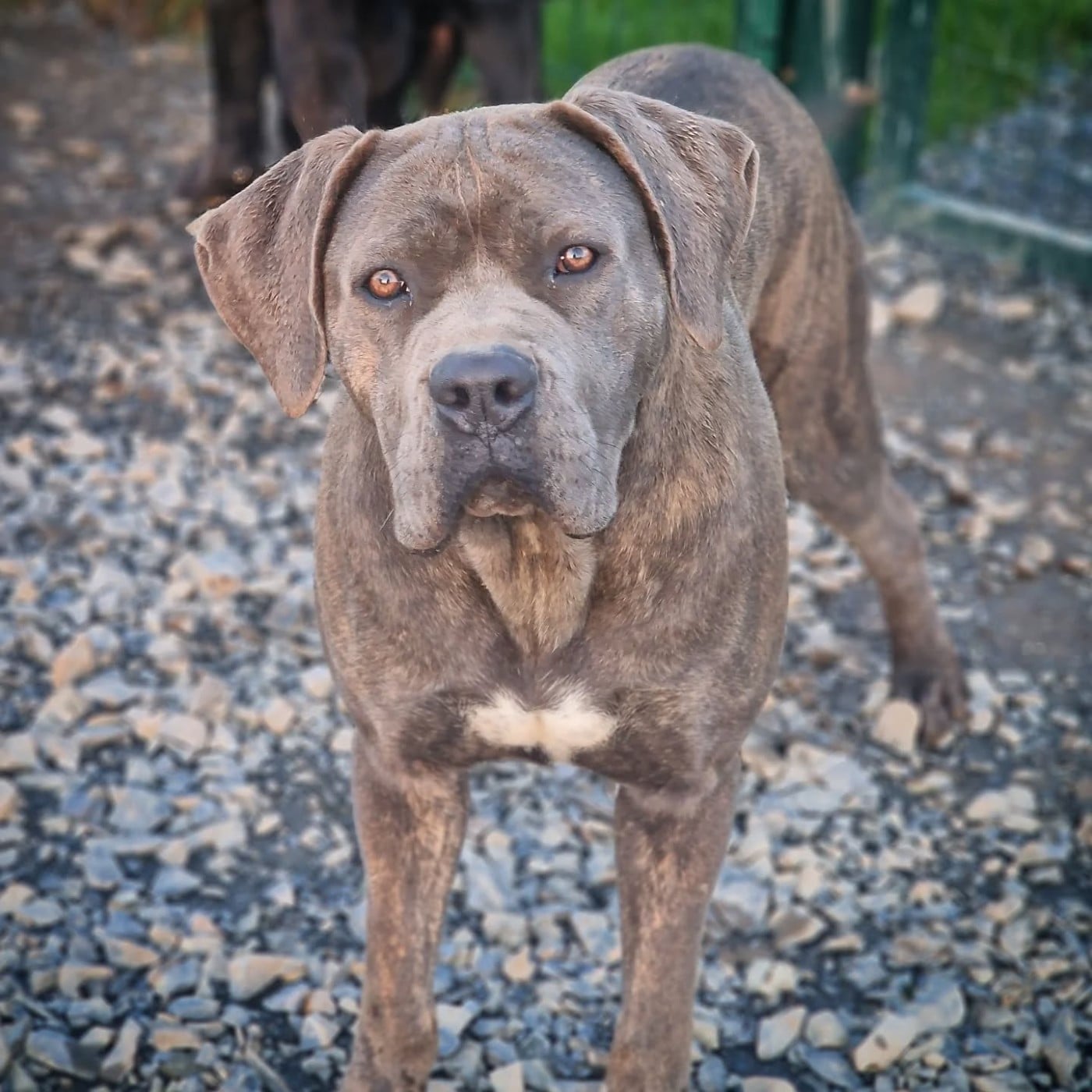 Publication : Du Pays De La Tribo 