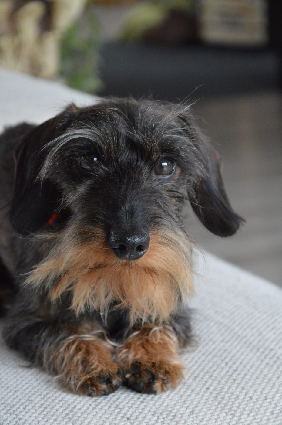 Publication : Des Petites Tetes De Pioche