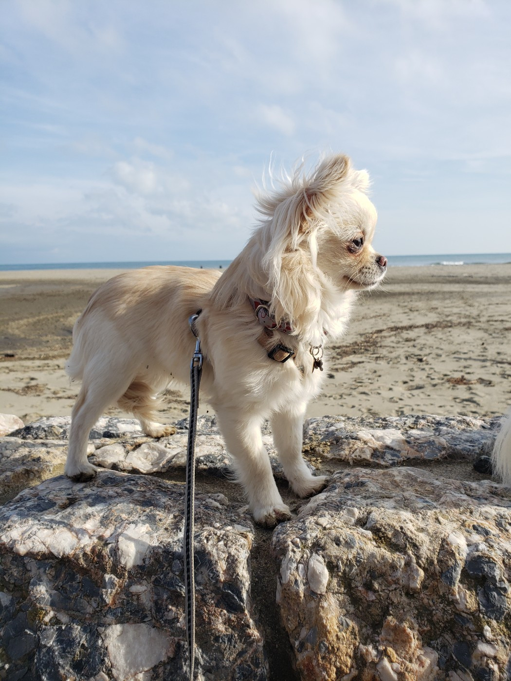 Publication : Des Meneurs D'Illawarra