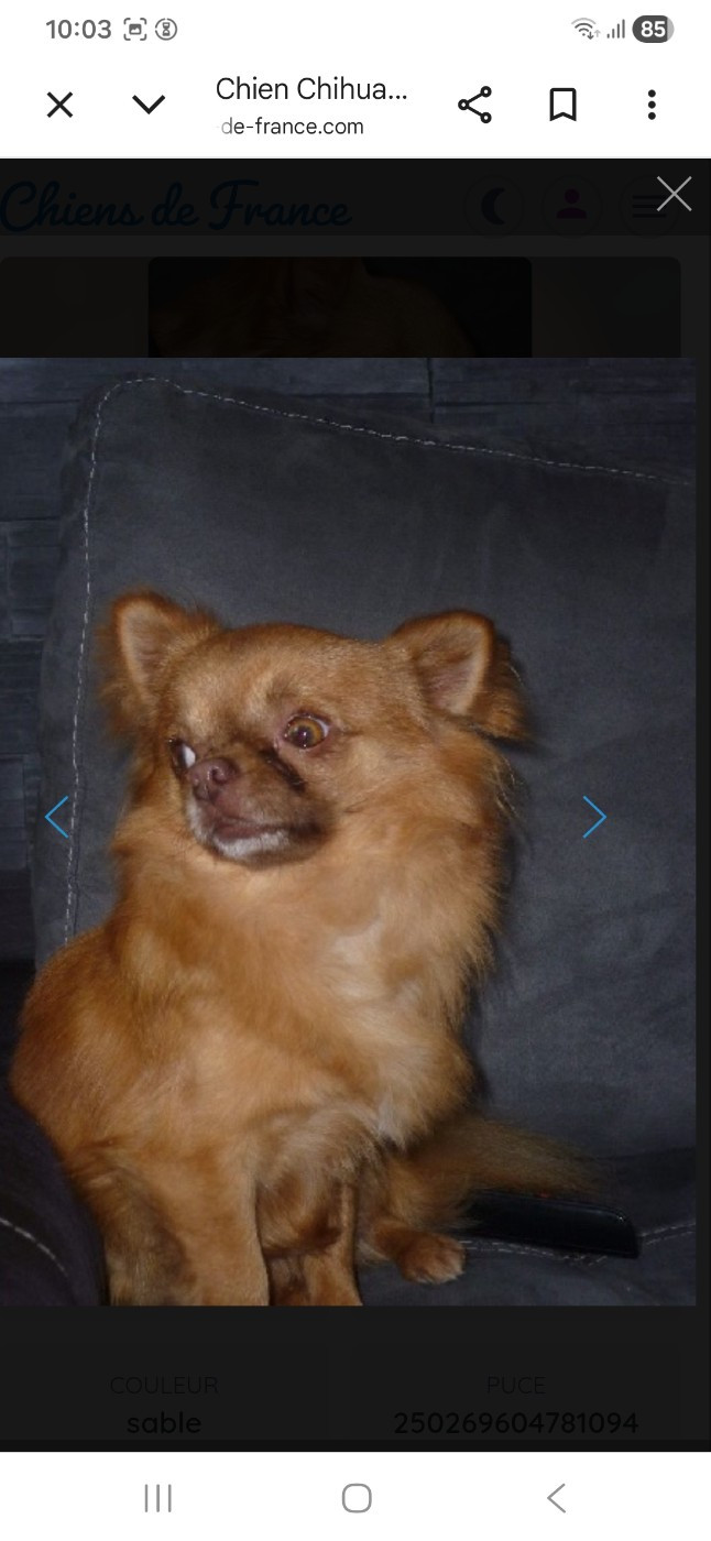 Herwin de la vallee des petits bouts 