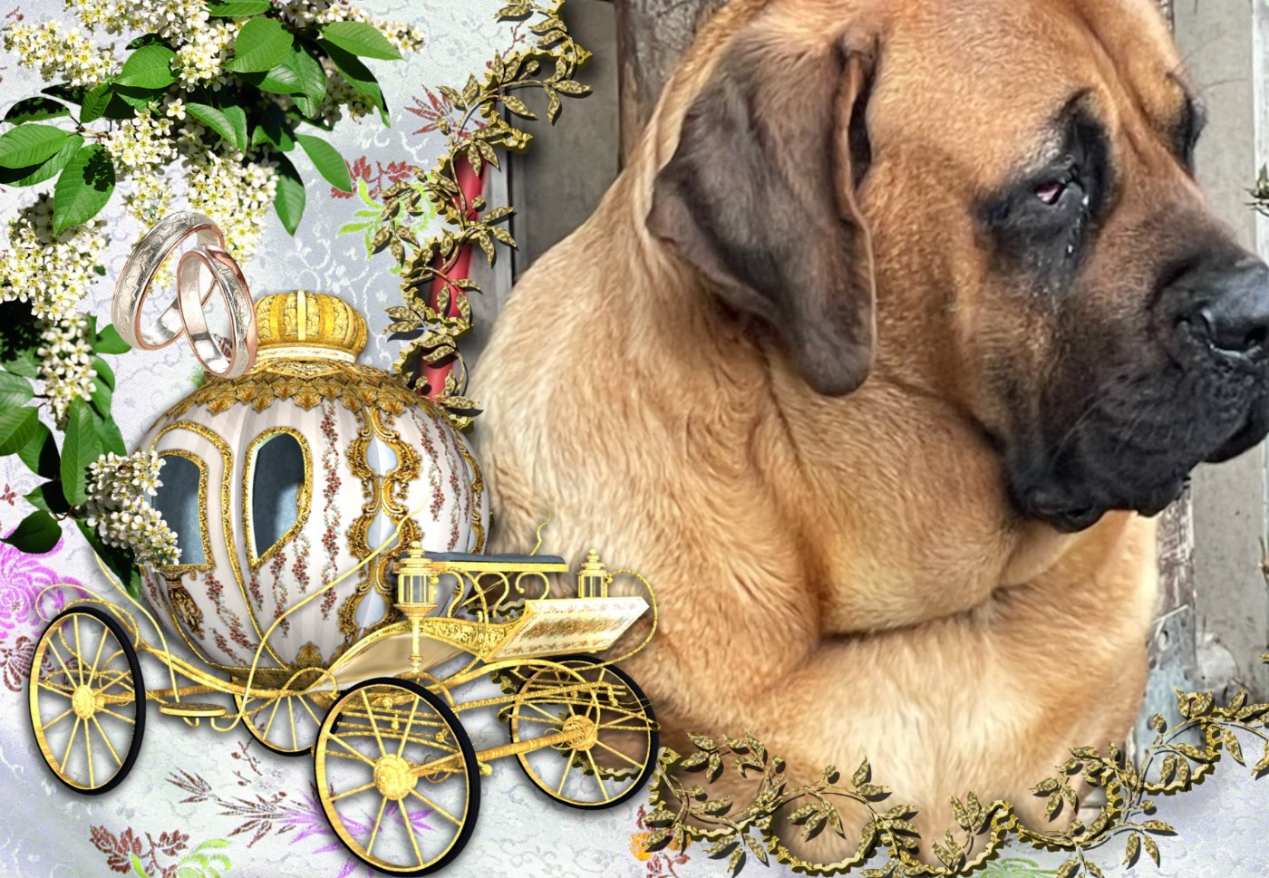 USCANE Des Molosses De La Nuit