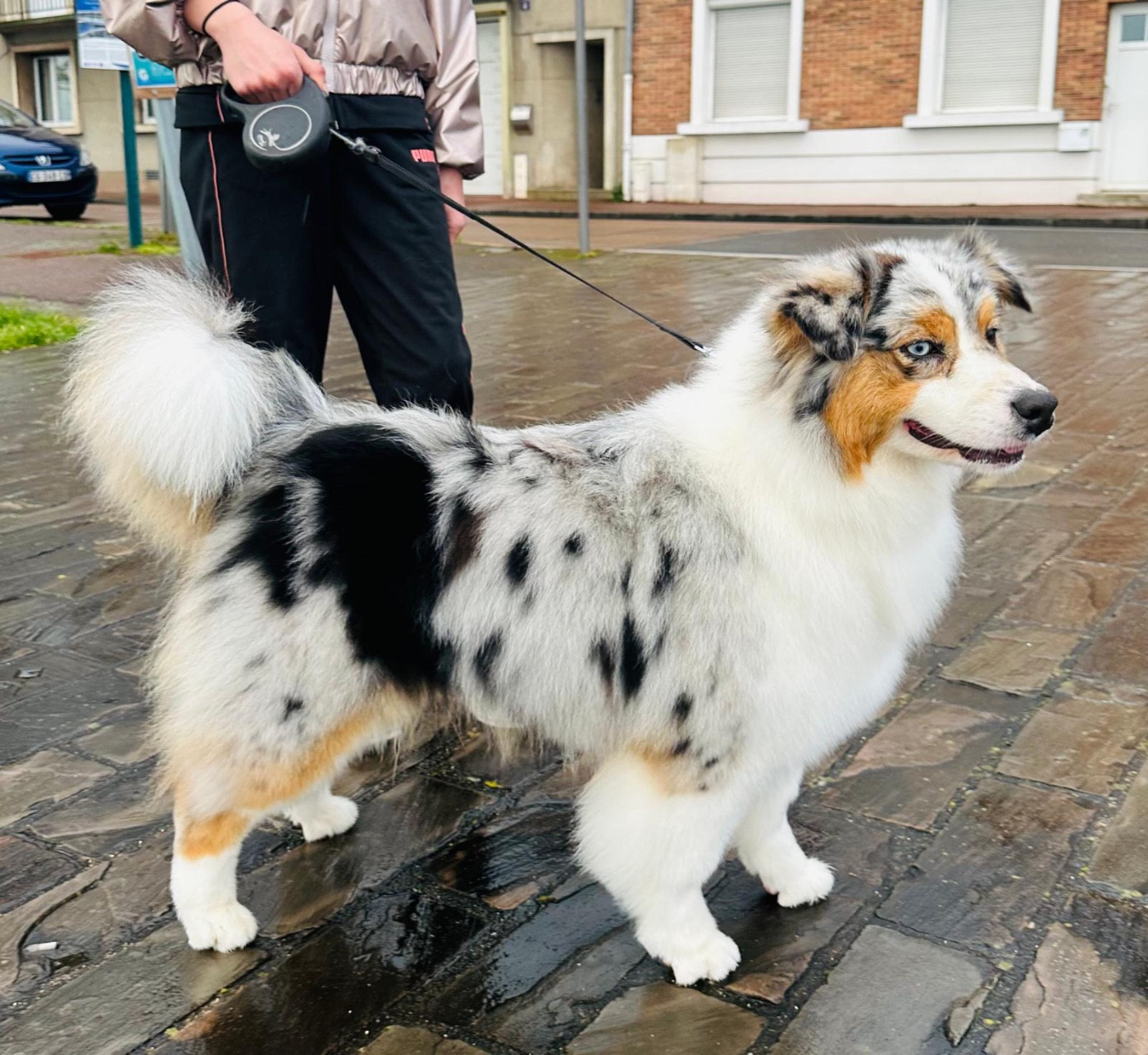 Publication : Du Domaine Suciu 