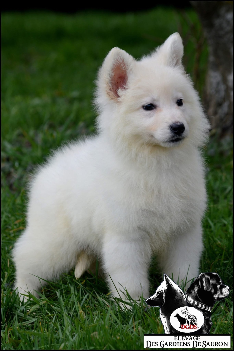 Publication : Des Gardiens De Sauron