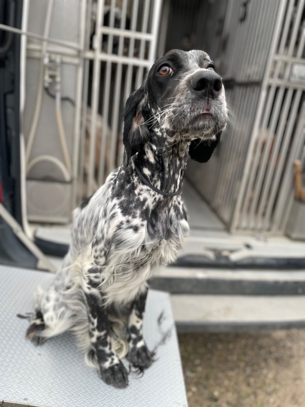 Publication : des Cabanes Tchanquées Auteur : David AVRIL